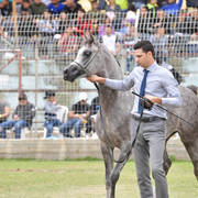 Junior Colt Bronze Champion: TGA Rahees (WH Justice X WC Martini)