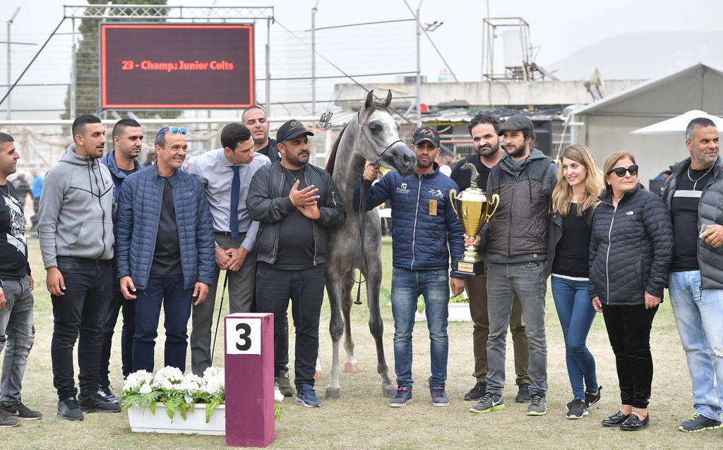 Junior Colt Bronze Champion: TGA Rahees (WH Justice X WC Martini)