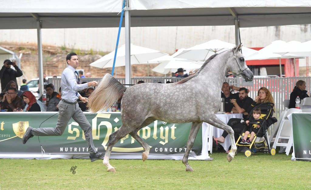 Junior Colt Bronze Champion: TGA Rahees (WH Justice X WC Martini)