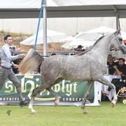 Junior Colt Bronze Champion: TGA Rahees (WH Justice X WC Martini)