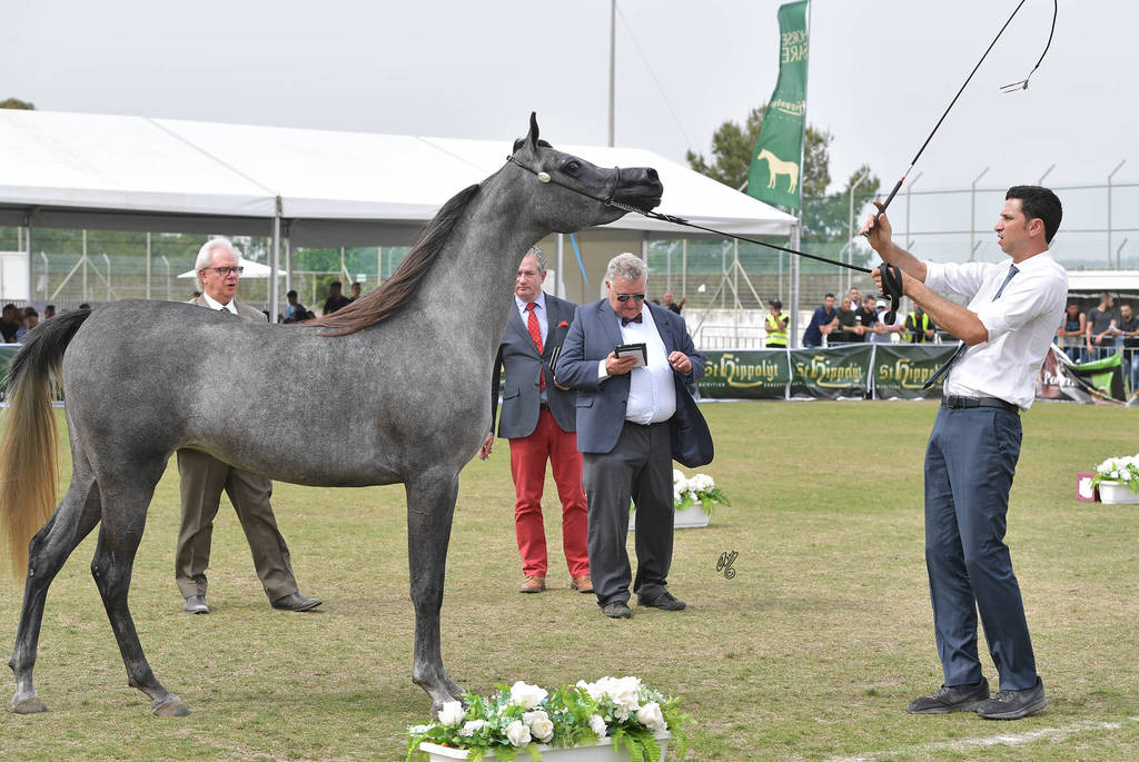 Junior Filly Gold Champion: Princess Diamond (The Millenium Star X Marheeva)