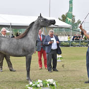 Junior Filly Gold Champion: Princess Diamond (The Millenium Star X Marheeva)