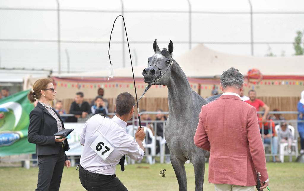 Junior Filly Gold Champion: Princess Diamond (The Millenium Star X Marheeva)