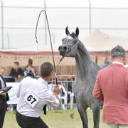 Junior Filly Gold Champion: Princess Diamond (The Millenium Star X Marheeva)