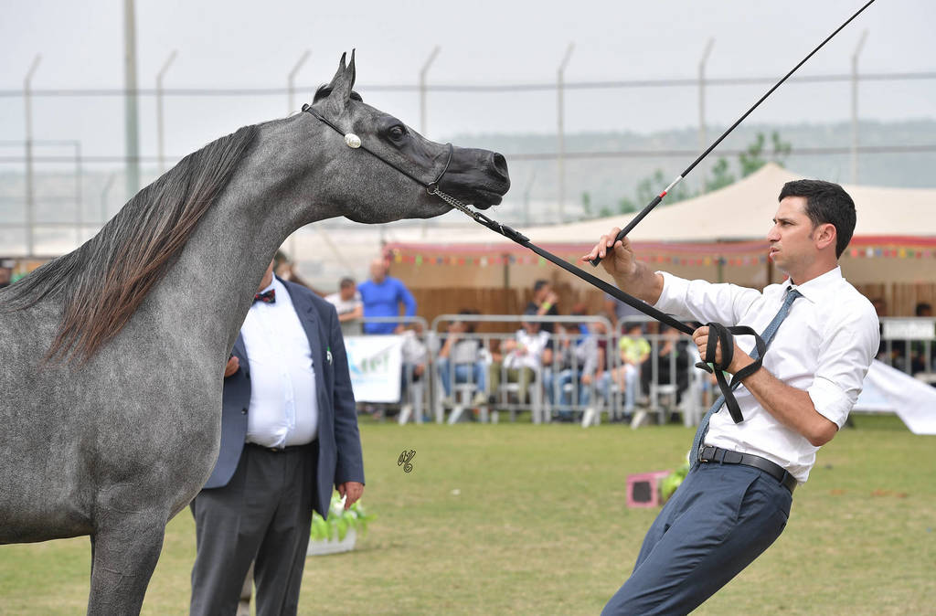 Junior Filly Gold Champion: Princess Diamond (The Millenium Star X Marheeva)