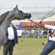 Junior Filly Gold Champion: Princess Diamond (The Millenium Star X Marheeva)