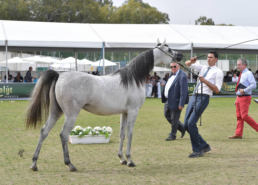 Junior Filly Silver Champion: Widad Al Wadee (Wadee Al Shaqab X Kinuuz)
