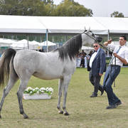 Junior Filly Silver Champion: Widad Al Wadee (Wadee Al Shaqab X Kinuuz)