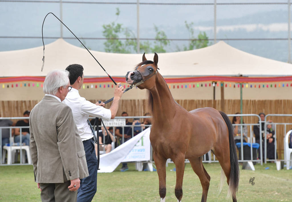 Junior Filly Bronze Champion:  A'Aisha (Solaz J X Mushrifa Pacha)