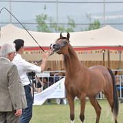 Junior Filly Bronze Champion:  A'Aisha (Solaz J X Mushrifa Pacha)