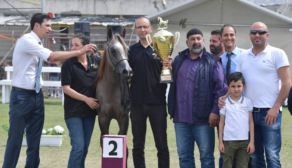 Yearling Colt Silver Champion: Assad Al Fawaz (Marwan Al Shaqab X Questurat Al Fawaz) 