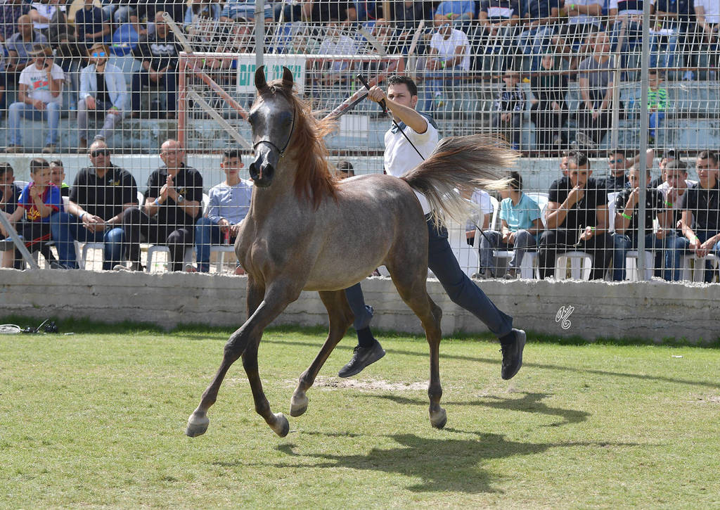 Yearling Colt Silver Champion: Assad Al Fawaz (Marwan Al Shaqab X Questurat Al Fawaz) 