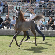 Yearling Colt Silver Champion: Assad Al Fawaz (Marwan Al Shaqab X Questurat Al Fawaz) 
