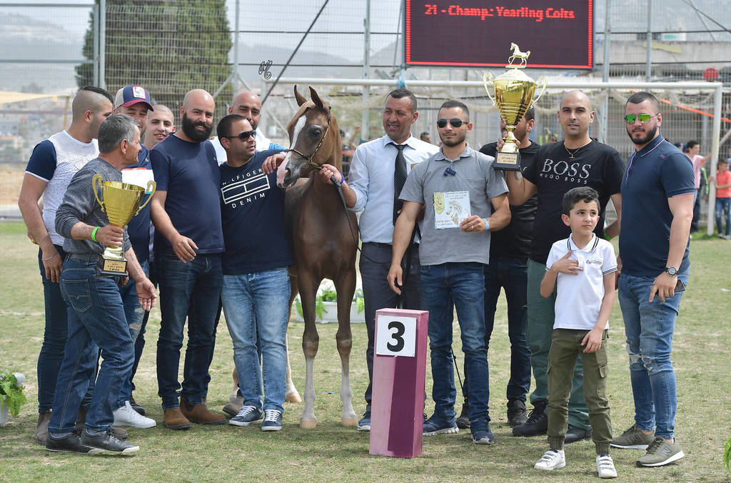 Yearling Colt Bronze Champion: Janador AH (Shiraz De Lafon X Golden Sunset J)