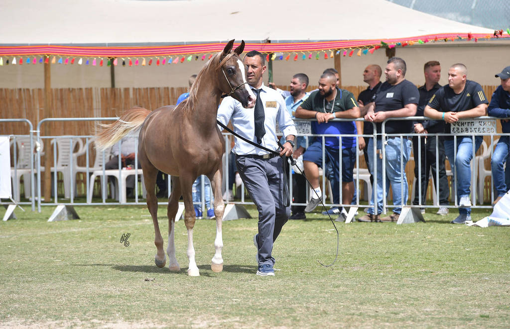 Yearling Colt Bronze Champion: Janador AH (Shiraz De Lafon X Golden Sunset J)