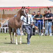 Yearling Colt Bronze Champion: Janador AH (Shiraz De Lafon X Golden Sunset J)