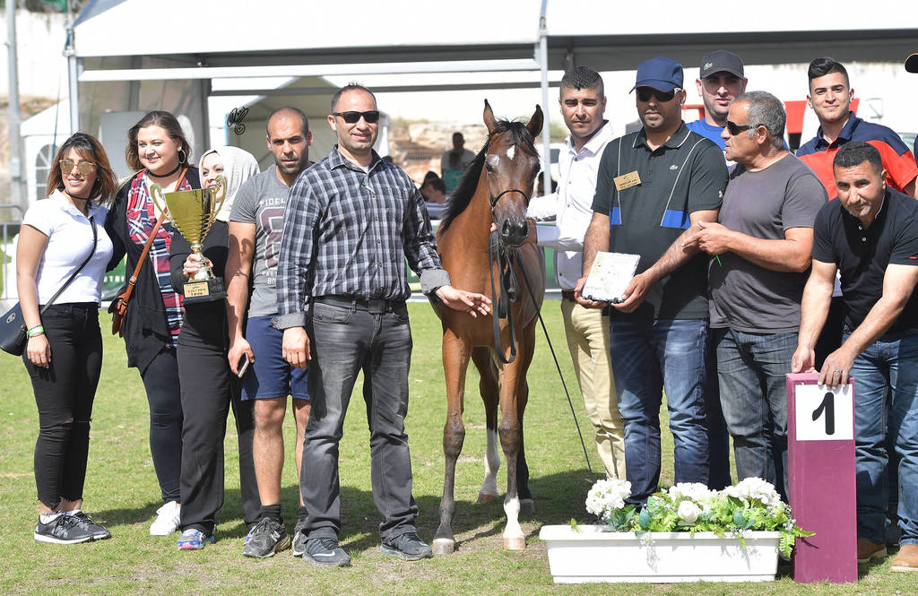 Yearling Filly Gold Champion: Warda A. Y. (Fadi Al Shaqab X Aroussa)