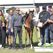 Yearling Filly Gold Champion: Warda A. Y. (Fadi Al Shaqab X Aroussa)