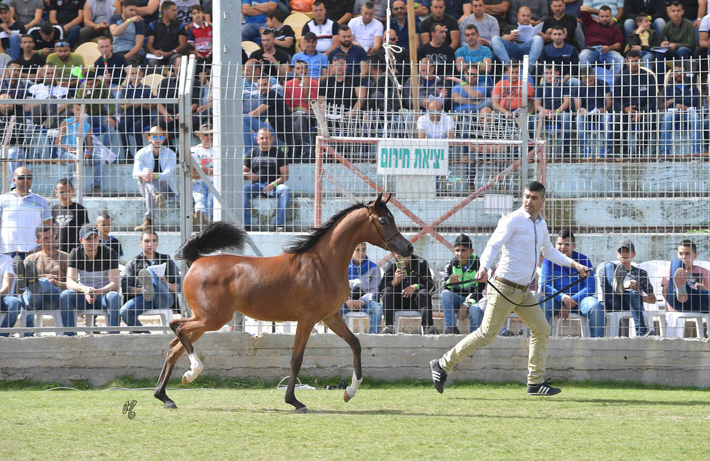 Yearling Filly Gold Champion: Warda A. Y. (Fadi Al Shaqab X Aroussa)