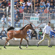 Yearling Filly Gold Champion: Warda A. Y. (Fadi Al Shaqab X Aroussa)