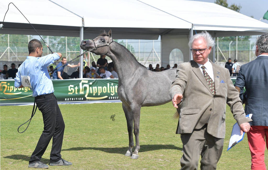 Yearling Filly Silver Champion: Dareen HD (Kais Al Baydaa X R.B. Tamaar) 