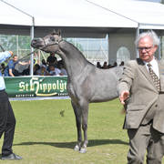 Yearling Filly Silver Champion: Dareen HD (Kais Al Baydaa X R.B. Tamaar) 