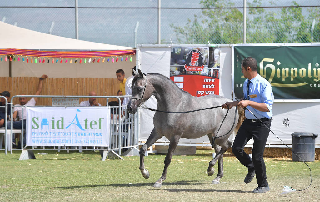 Yearling Filly Silver Champion: Dareen HD (Kais Al Baydaa X R.B. Tamaar) 