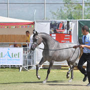 Yearling Filly Silver Champion: Dareen HD (Kais Al Baydaa X R.B. Tamaar) 