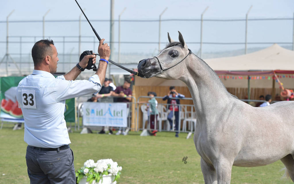 Yearling Filly Bronze Champion: Justinah RB (AJA Justfied X RB Lady Mirage)