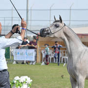 Yearling Filly Bronze Champion: Justinah RB (AJA Justfied X RB Lady Mirage)