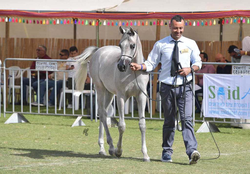 Yearling Filly Bronze Champion: Justinah RB (AJA Justfied X RB Lady Mirage)