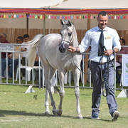 Yearling Filly Bronze Champion: Justinah RB (AJA Justfied X RB Lady Mirage)