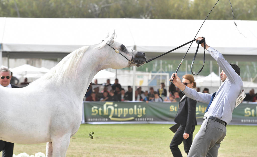 Stallions 8 Years Plus: Kins Justice