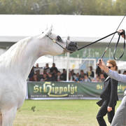 Stallions 8 Years Plus: Kins Justice