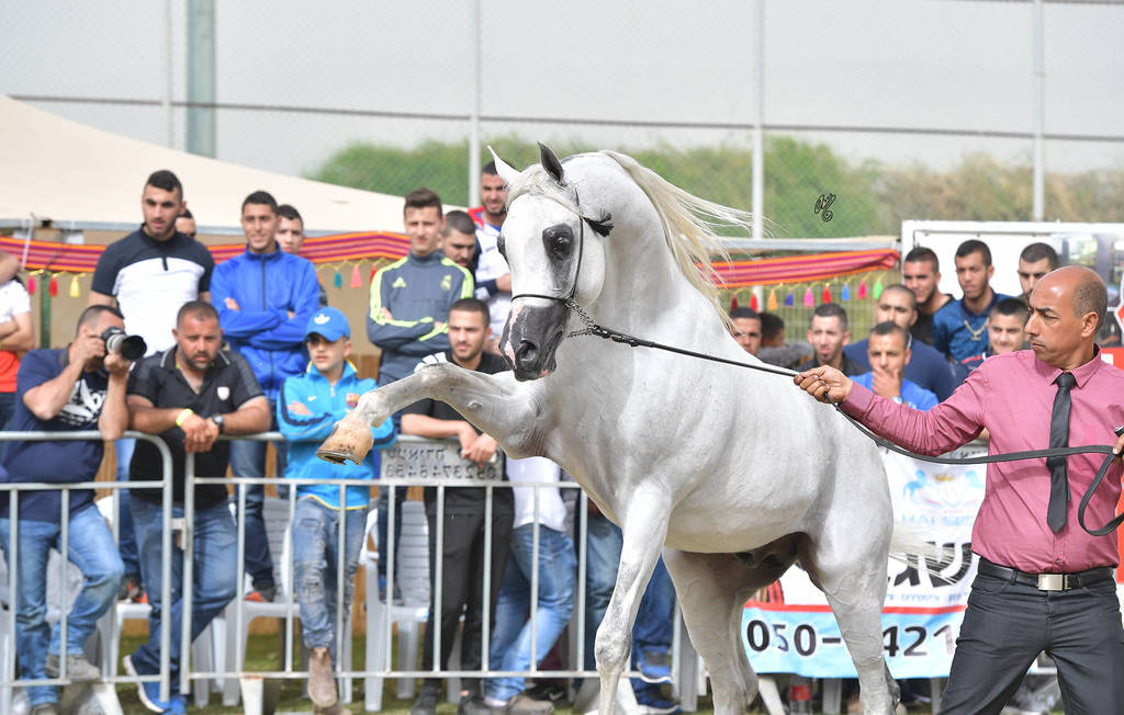 Stallions 8 Years Plus: Wahildaar BKV