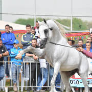 Stallions 8 Years Plus: Wahildaar BKV