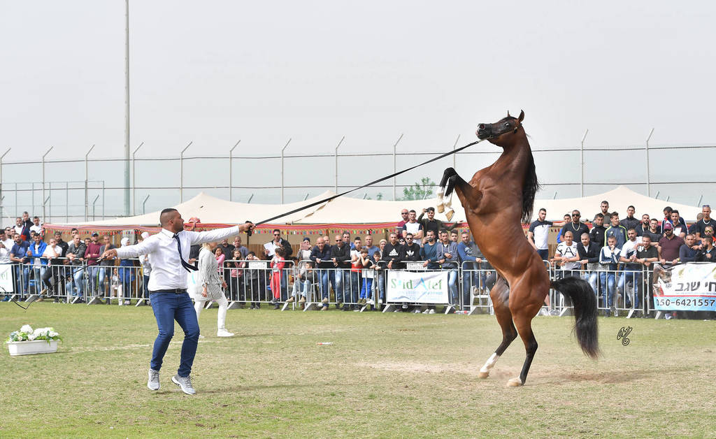 Stallions 6-7 Years: Solazco