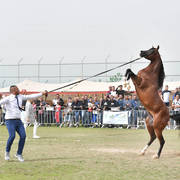 Stallions 6-7 Years: Solazco