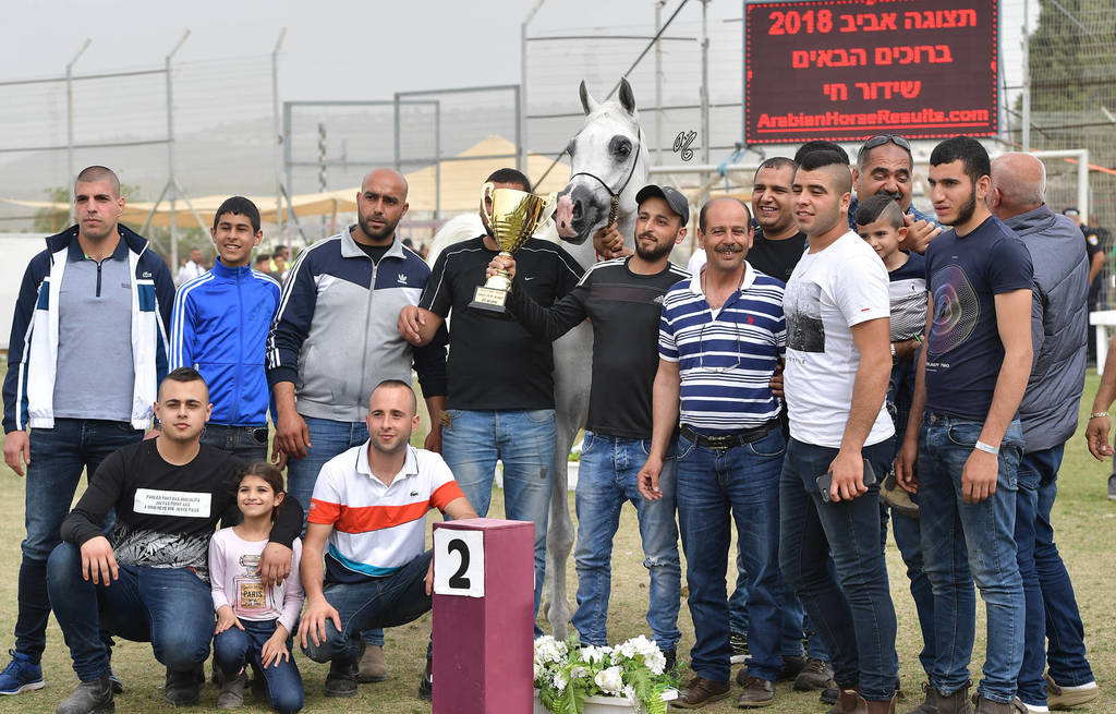 Stallions 5 Years: Gorgio Lizaz