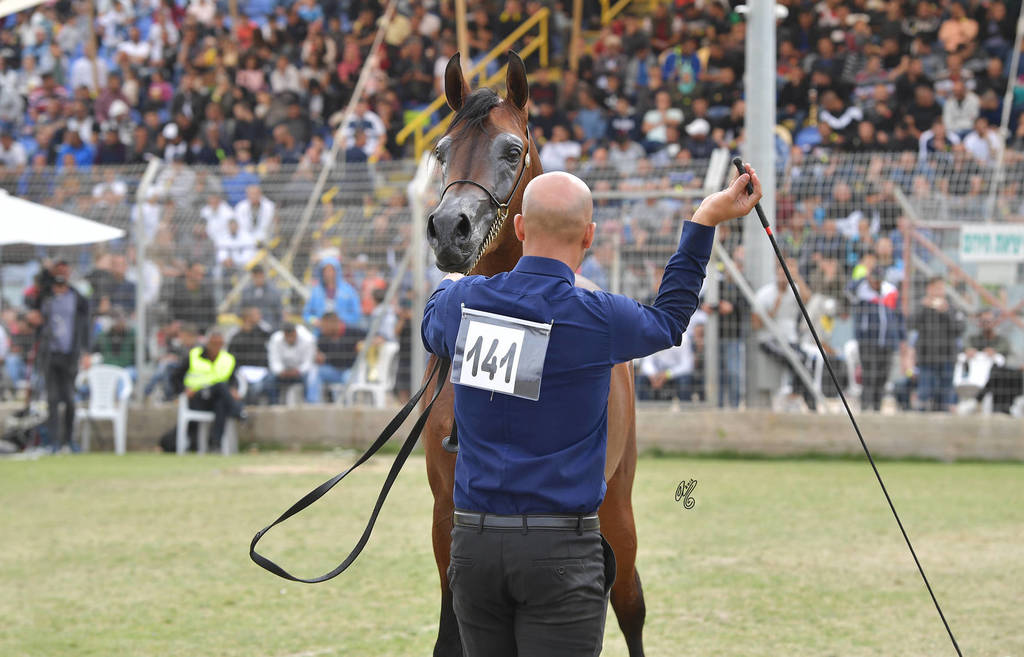 Stallions 4 Years: Yamin AH