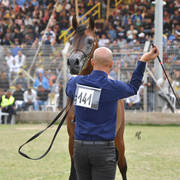 Stallions 4 Years: Yamin AH