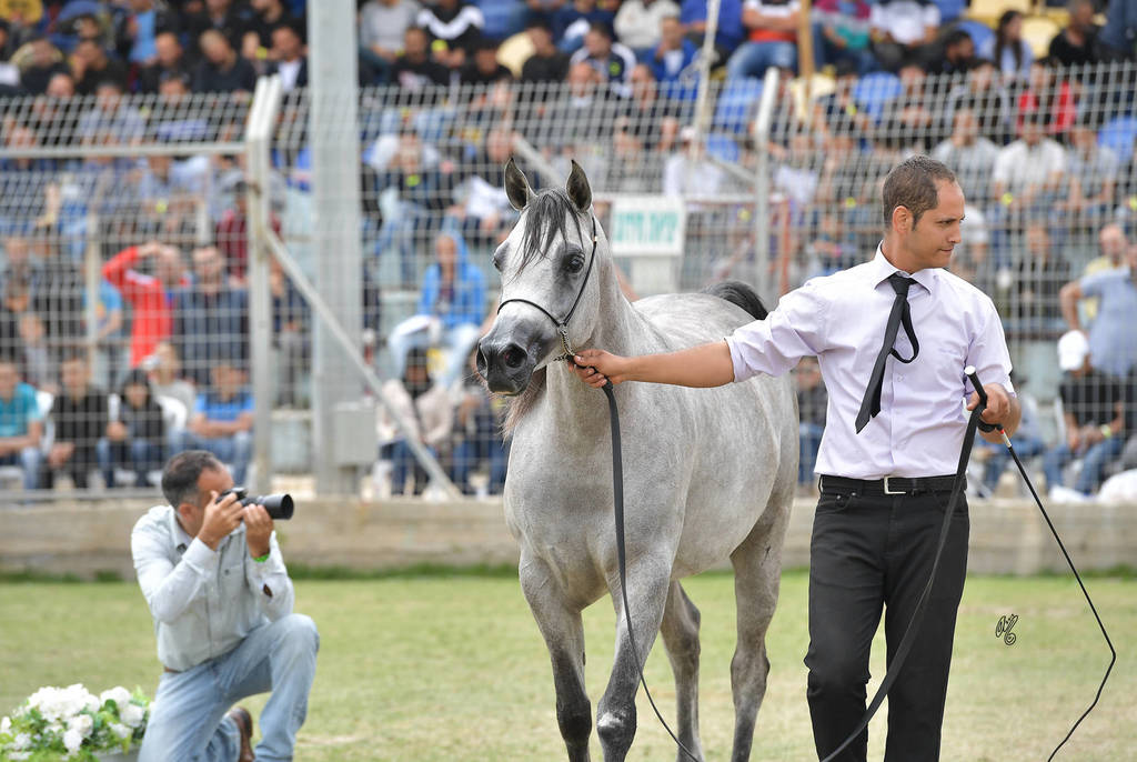 Mares 4 Years: Asseefah AA