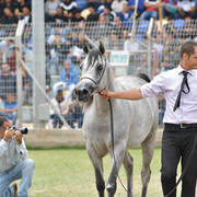 Mares 4 Years: Asseefah AA