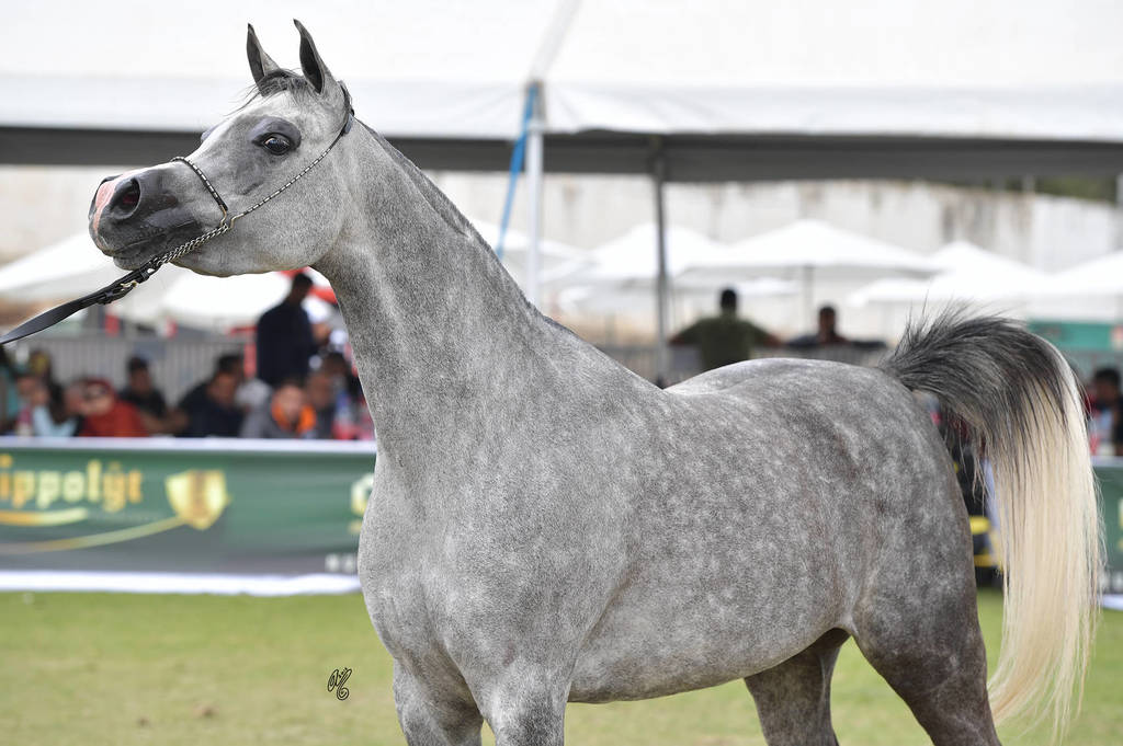 Mares 4 Years: Rabat Al Laheeb