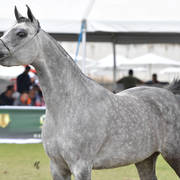 Mares 4 Years: Rabat Al Laheeb