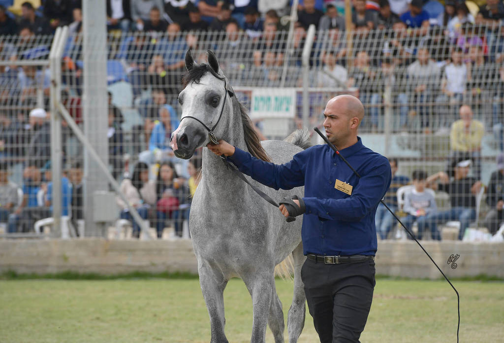 Colts 3 Years: El Aris