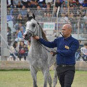 Colts 3 Years: El Aris