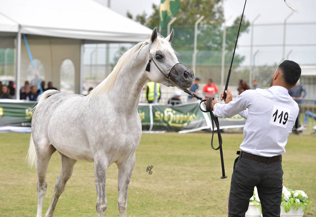 Colts 2 Years: Seraj Ibn Masaoud