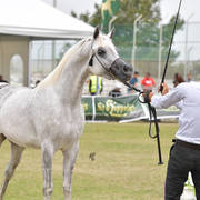 Colts 2 Years: Seraj Ibn Masaoud