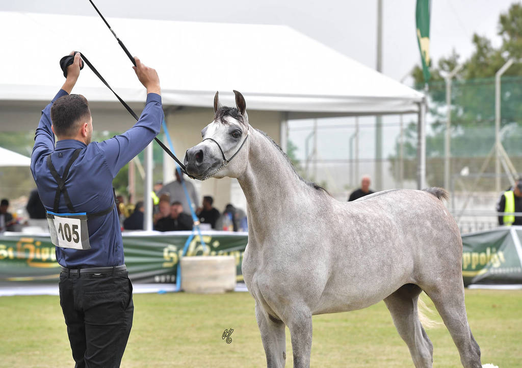 Colts 2 Years: El Nil Basran